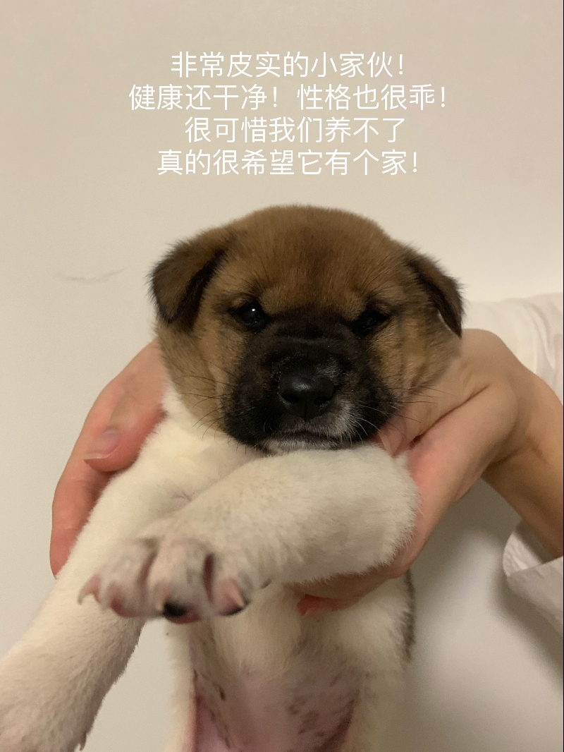 5月8日抚州市临川区或南昌市领养土狗,柴犬,田园犬,中华田园犬【领养启示/启事】