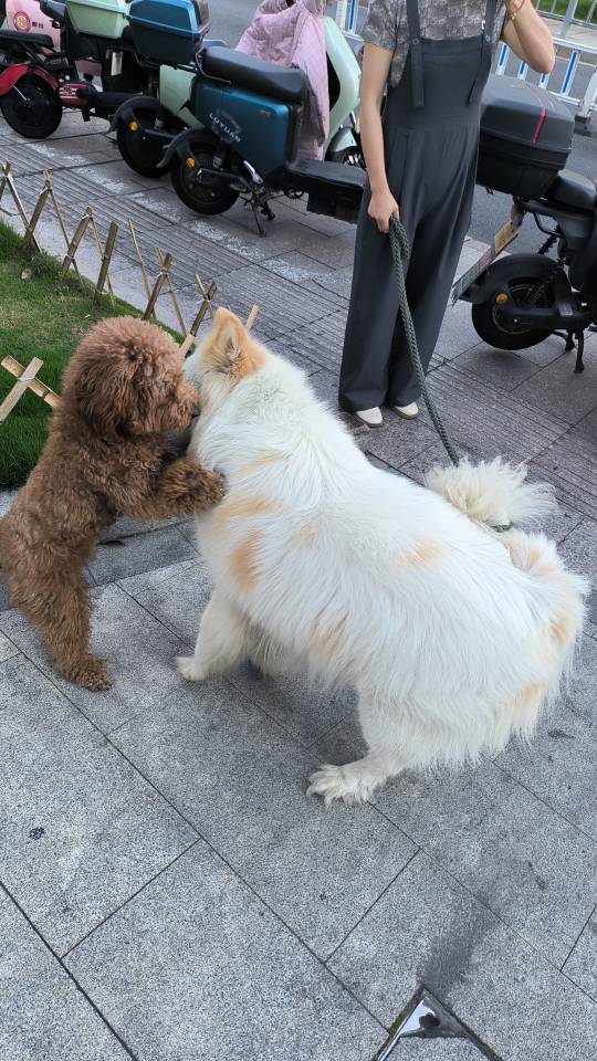 5月8日杭州市余杭区和合财富附近捡到流浪狗,宠物狗【狗招领启示/启事】