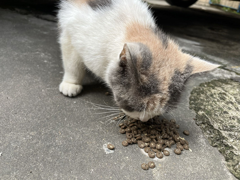 5月8日湛江市廉江市幸福花园捡到流浪猫,宠物猫,猫咪【猫招领启示/启事】