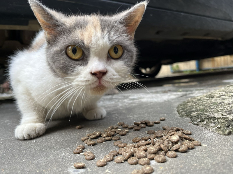 5月8日湛江市廉江市幸福花园捡到流浪猫,宠物猫,猫咪【猫招领启示/启事】