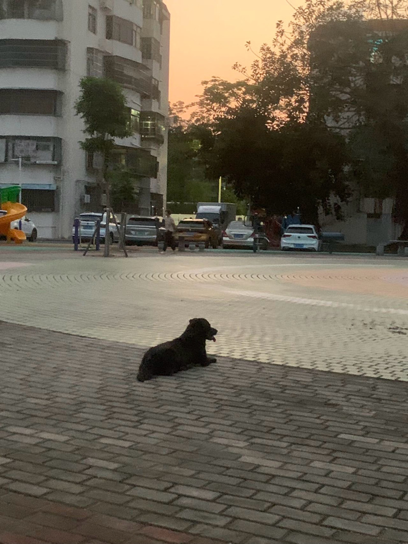 5月15日珠海市香洲区珠海博物馆附近捡到流浪狗,宠物狗【狗招领启示/启事】