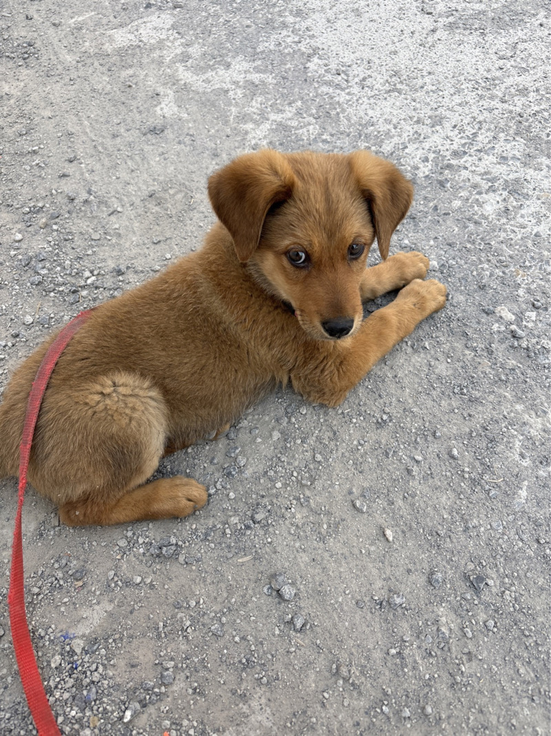 5月20日长治市领养土狗,柴犬,田园犬,中华田园犬【领养启示/启事】