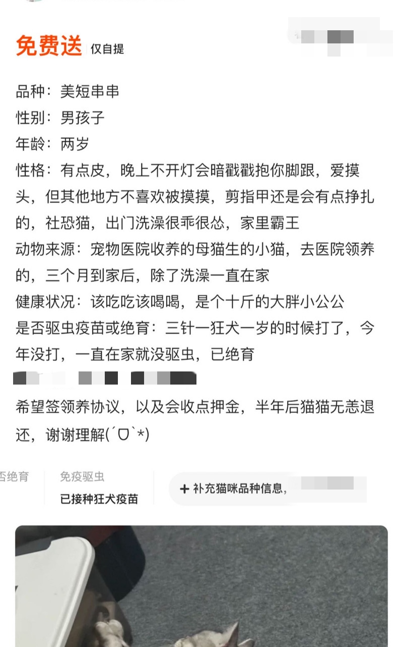 5月22日景德镇市珠山区再定领养美短,美国短毛猫,起司猫【领养启示/启事】