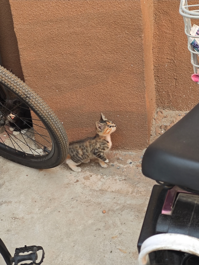 5月23日保定市雄县交警队家属楼院内发现流浪猫,宠物猫,猫咪【流浪猫线索】