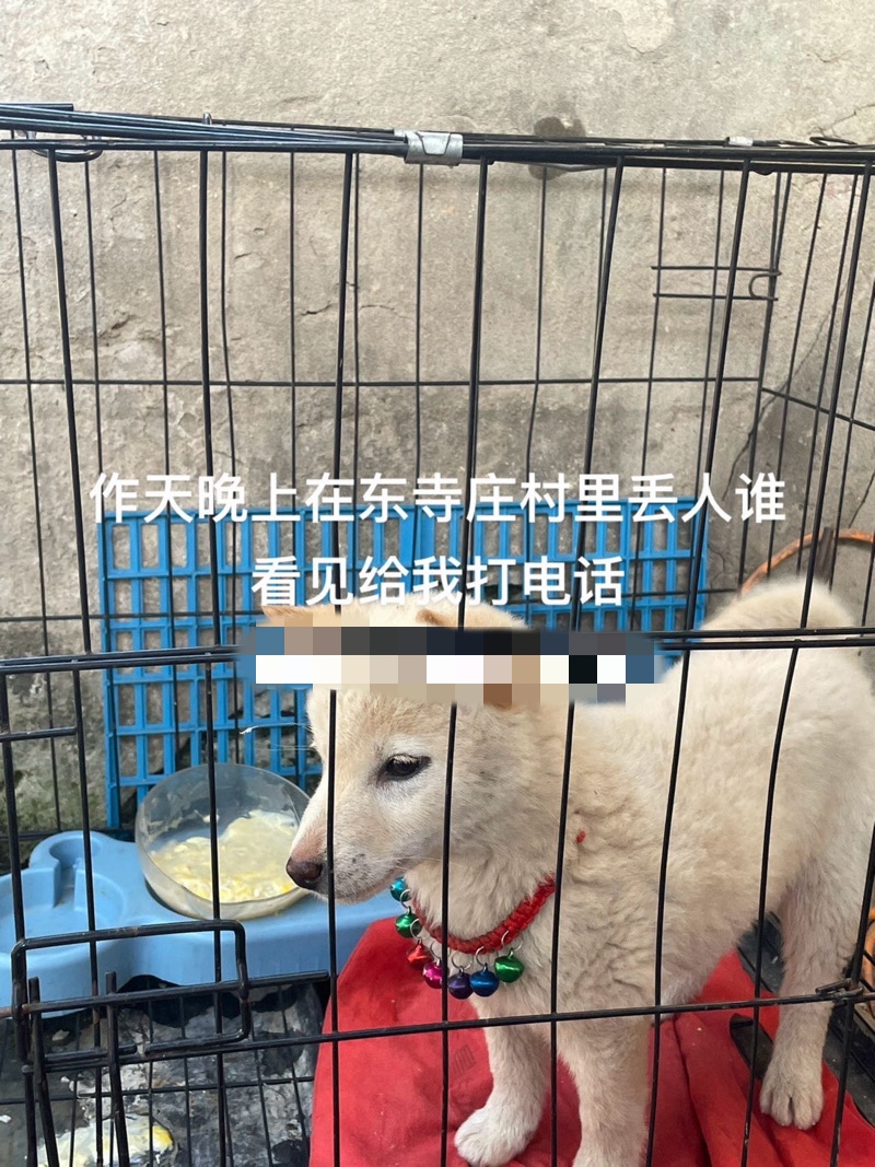 5月22日洛阳市偃师市城关镇东寺庄村走失土狗,柴犬,田园犬,中华田园犬【寻土狗/田园犬启示/启事】