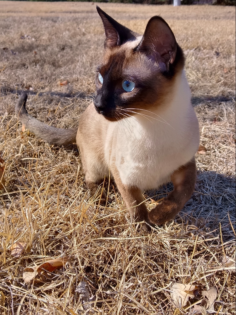 5月25日烟台市海阳市泰华城市广场三号楼六楼走失猫,宠物猫,猫咪【寻猫启示/启事】