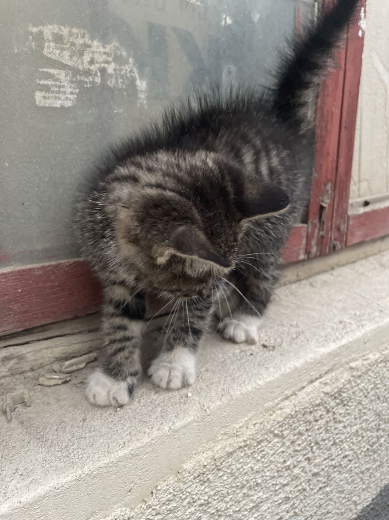 5月27日青岛市即墨区宝龙新天地领养猫,宠物猫,猫咪【领养启示/启事】