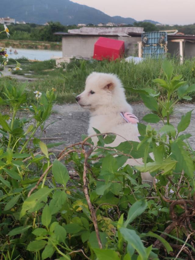 5月29日莆田市涵江区涵江教育局旁边领养土狗,柴犬,田园犬,中华田园犬【领养启示/启事】