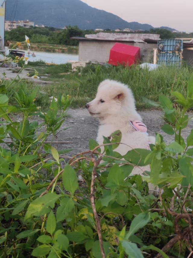 5月29日莆田市涵江区涵江教育局旁边领养土狗,柴犬,田园犬,中华田园犬【领养启示/启事】