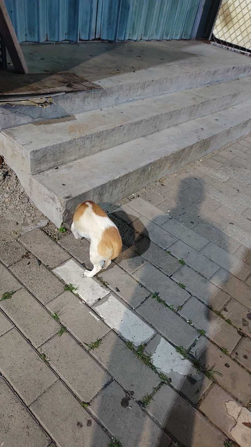 5月30日潍坊市寒亭区文化街寒亭技师学院门口走失土狗,柴犬,田园犬,中华田园犬【寻土狗/田园犬启示/启事】