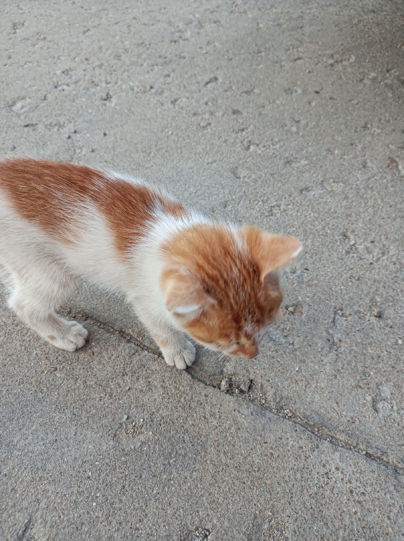 5月31日烟台市芝罘区珠玑领养橘猫【领养启示/启事】