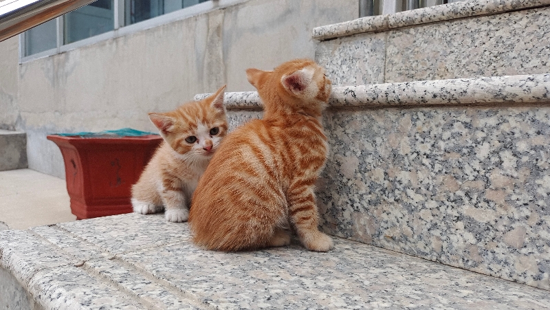 5月31日长治市潞州区澳瑞特小学附近领养美短,美国短毛猫,起司猫【领养启示/启事】