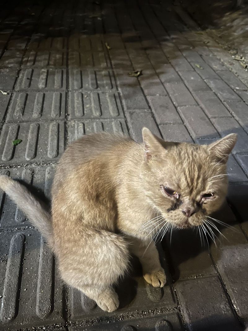 6月3日南宁市江南区青川大道桥头发现流浪猫,宠物猫,猫咪【流浪猫线索】