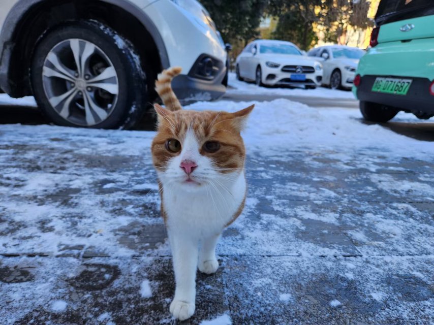 6月3日新乡市红旗区金色奥园领养猫,宠物猫,猫咪【领养启示/启事】