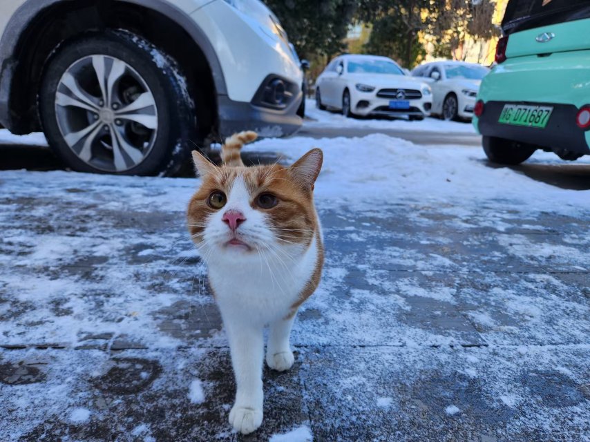 6月3日新乡市红旗区金色奥园领养猫,宠物猫,猫咪【领养启示/启事】