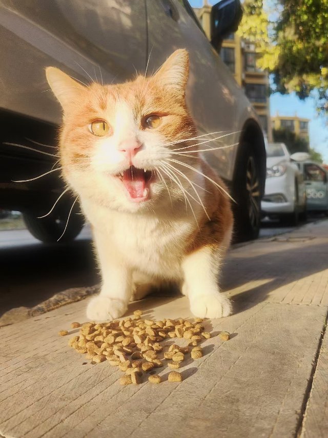 6月3日新乡市红旗区金色奥园领养猫,宠物猫,猫咪【领养启示/启事】