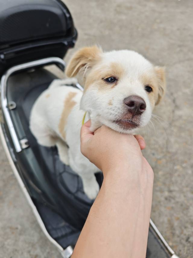 6月3日福州市仓山区金山花溪路桔园四中旁捡到流浪土狗,柴犬,田园犬,中华田园犬【土狗/田园犬招领启示/启事】