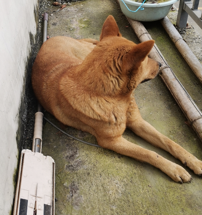 6月2日韶关市武江区三江水泥厂老阳山村走失土狗,柴犬,田园犬,中华田园犬【寻土狗/田园犬启示/启事】