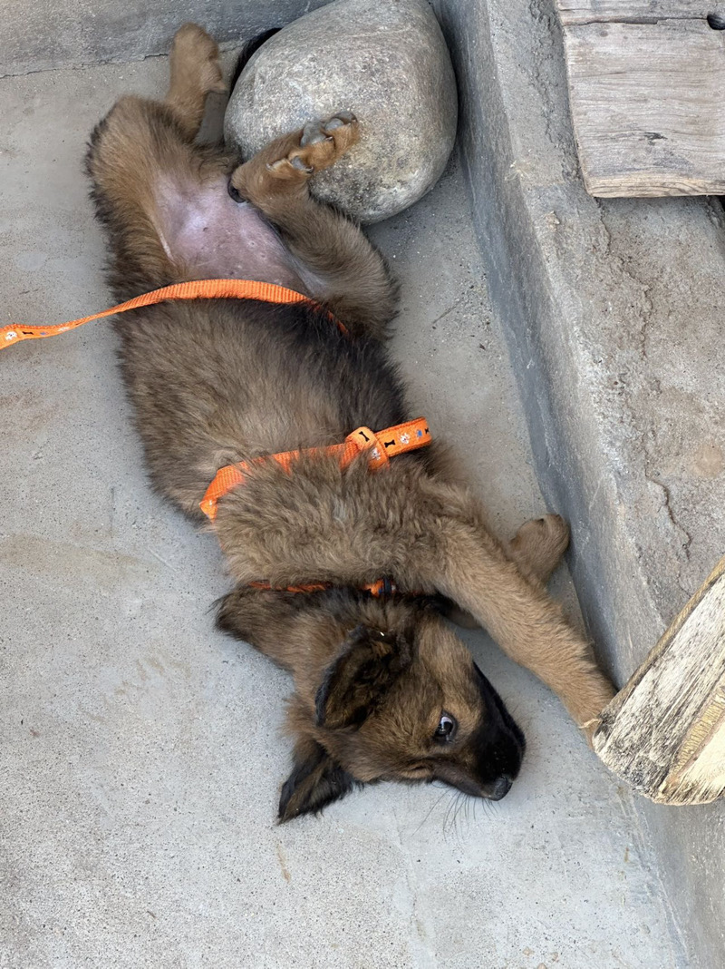 6月10日兰州市城关区都行领养土狗,柴犬,田园犬,中华田园犬【领养启示/启事】