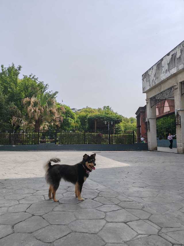 6月8日安康市汉滨区江北四桥附近走失土狗,柴犬,田园犬,中华田园犬【寻土狗/田园犬启示/启事】