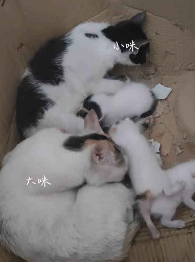 6月14日湛江市廉江市横山领养猫,宠物猫,猫咪【领养启示/启事】