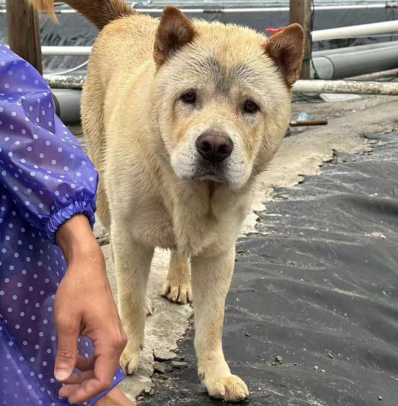 6月3日漳州市诏安县山后盐城附近走失土狗,柴犬,田园犬,中华田园犬【寻土狗/田园犬启示/启事】