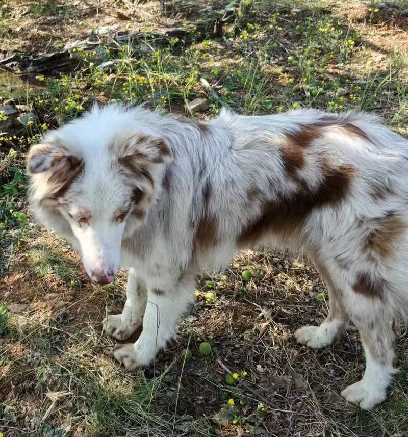 6月21日保定市竞秀区朝阳首府澜园北区走失边牧,边境牧羊犬【寻边牧/边境牧羊犬启示/启事】