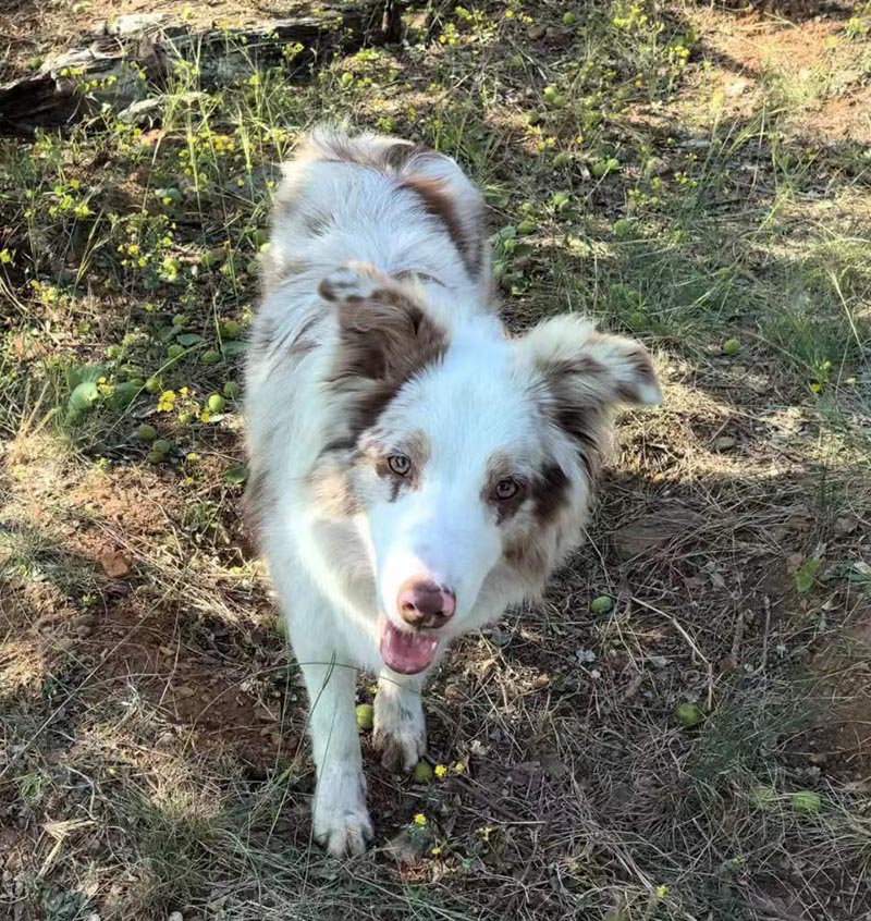 6月21日保定市竞秀区朝阳首府澜园北区走失边牧,边境牧羊犬【寻边牧/边境牧羊犬启示/启事】