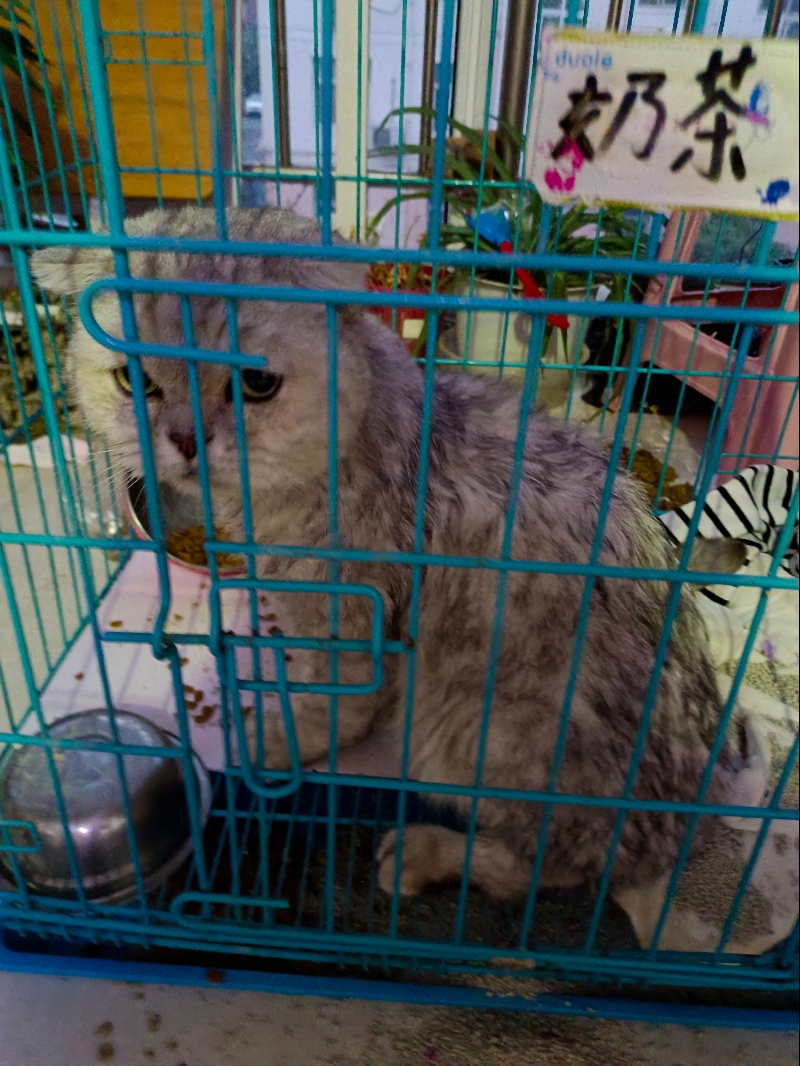 6月23日宿迁市宿豫区领养猫,宠物猫,猫咪【领养启示/启事】