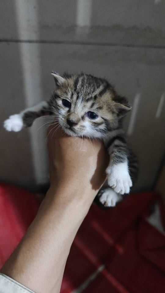 6月28日宿迁市宿豫区大学城新城家园领养猫,宠物猫,猫咪【领养启示/启事】