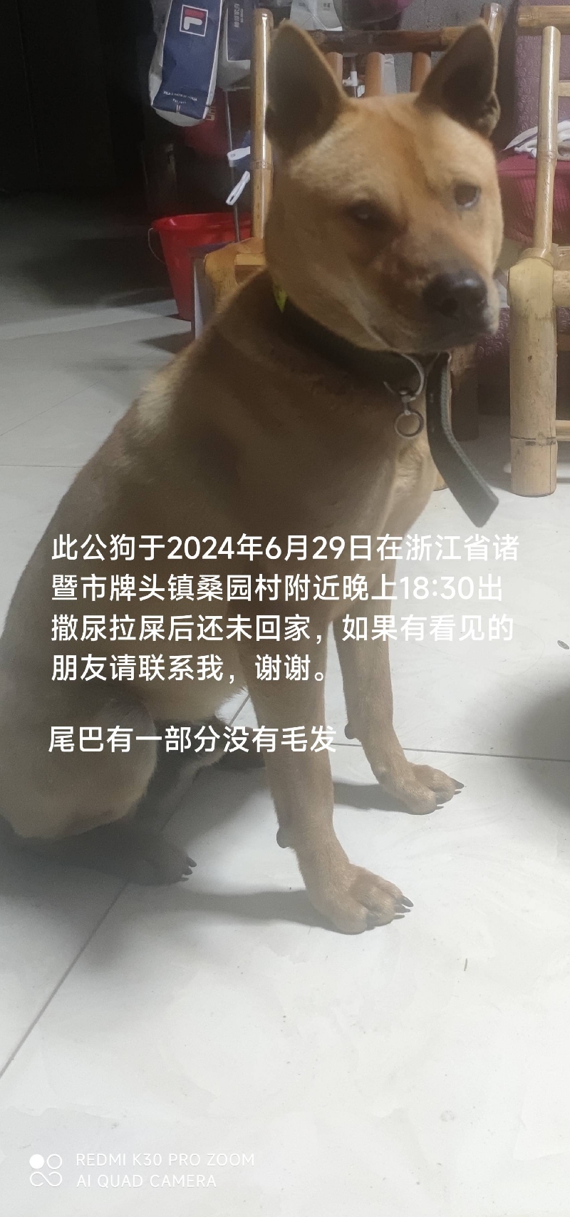 6月29日绍兴市诸暨市牌头镇桑园村走失土狗,柴犬,田园犬,中华田园犬【寻土狗/田园犬启示/启事】