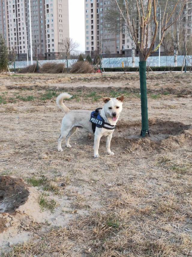 6月23日石嘴山市平罗县渠口乡双庙四队走失土狗,柴犬,田园犬,中华田园犬【寻土狗/田园犬启示/启事】