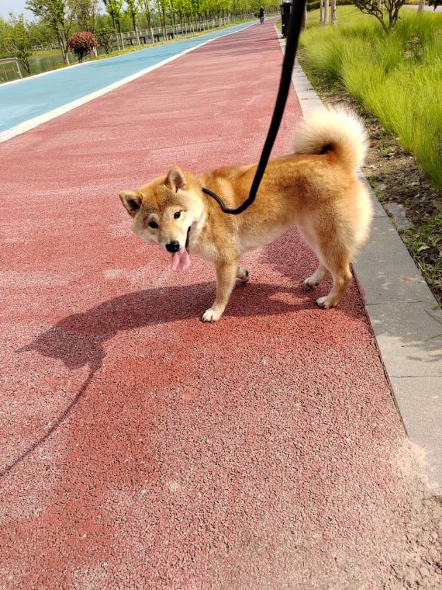 6月23日南通市海门市英伦花园走失秋田犬【寻秋田犬启示/启事】