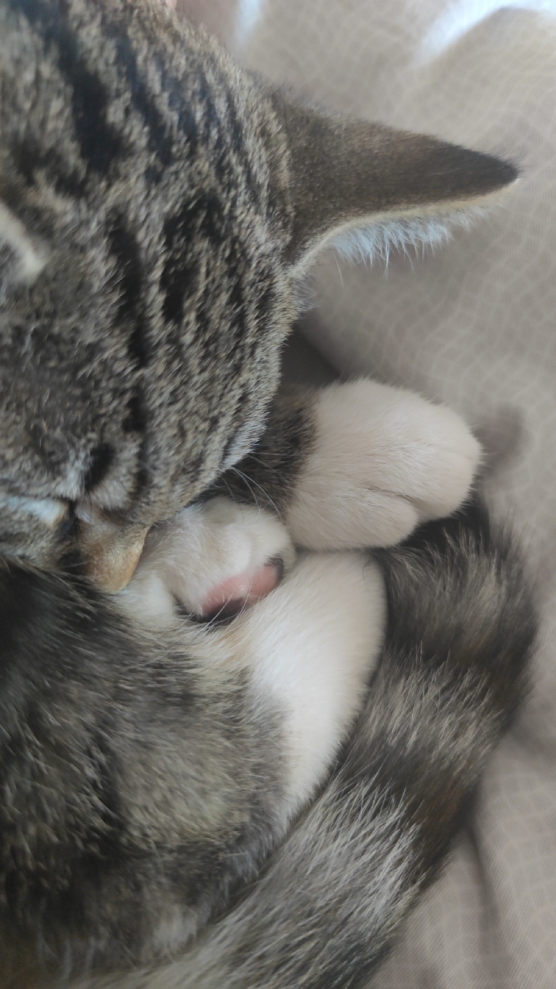 7月6日日照市东港区万邦城东门领养狸花猫【领养启示/启事】