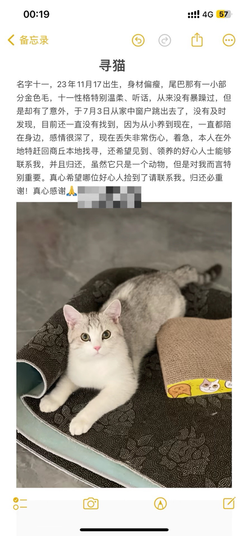 7月6日商丘市梁园区港汇万达附近走失猫,宠物猫,猫咪【寻猫启示/启事】