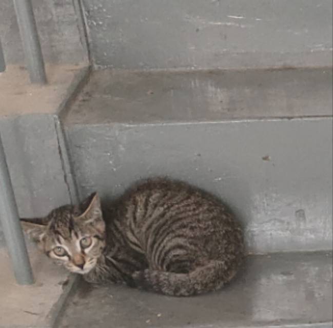 7月7日郑州市荥阳市繁荣小区东3号楼发现流浪狸花猫【流浪狸花猫线索】