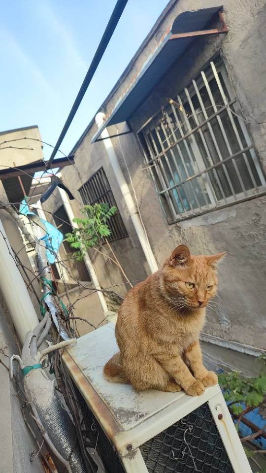 6月25日开封市禹王台区铁路北沿街翠菊超市走失猫,宠物猫,猫咪【寻猫启示/启事】