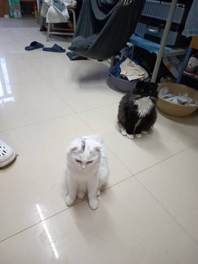 7月11日洛阳市洛龙区就行领养折耳猫,苏格兰折耳猫【领养启示/启事】