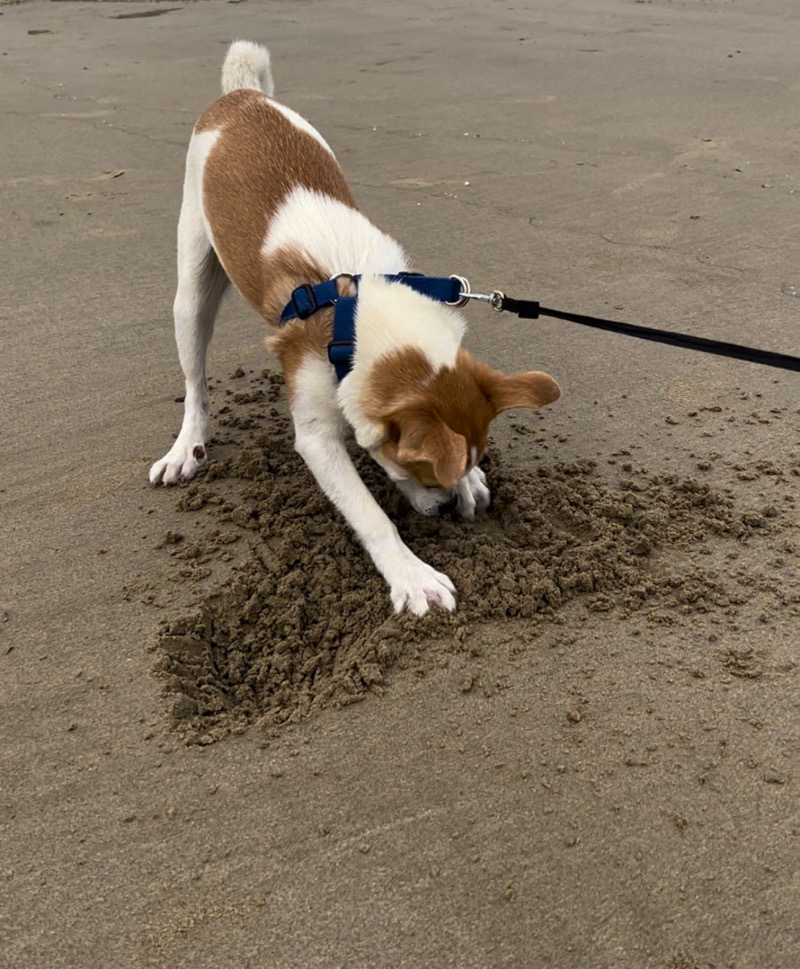 5月31日漳州市漳浦县查领村白楼公交站走失土狗,柴犬,田园犬,中华田园犬【寻土狗/田园犬启示/启事】