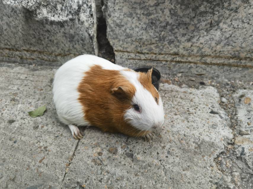 7月13日大庆市龙凤区银府寓园领养几内亚猪,荷兰猪,海猪,天竺鼠【领养启示/启事】