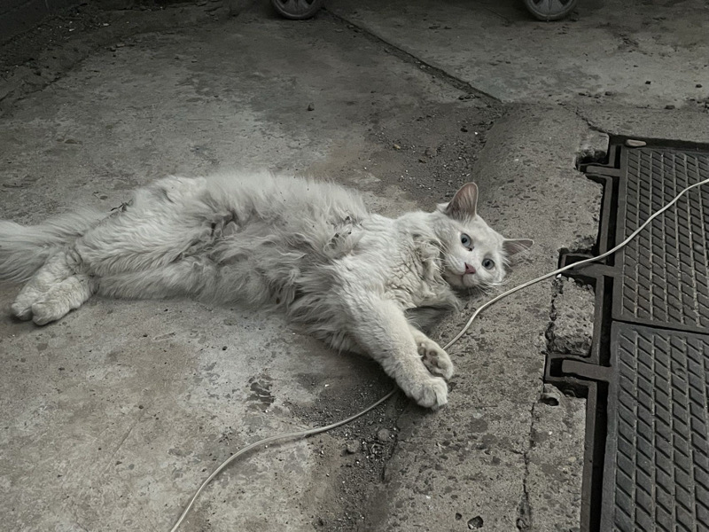 7月17日洛阳市瀍河回族区瀍河区领养临清狮子猫【领养启示/启事】