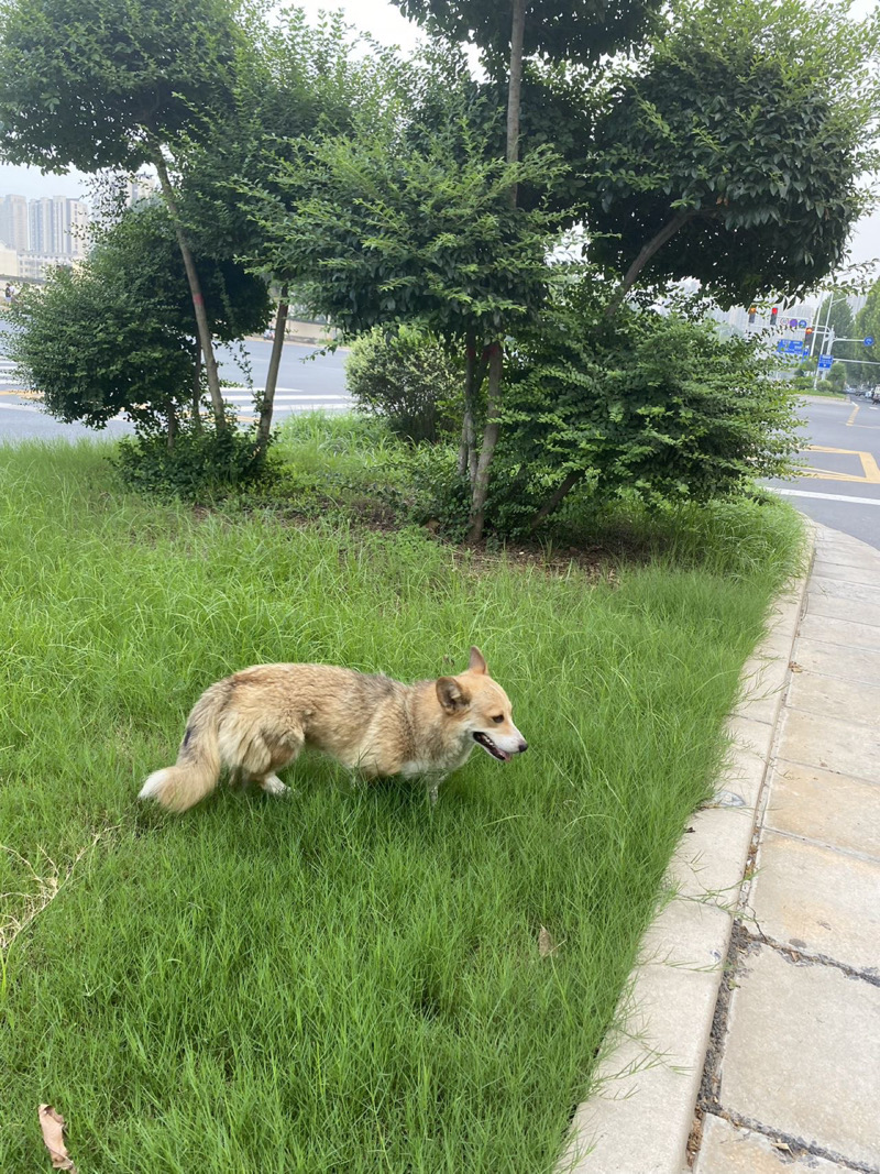 7月16日郑州市惠济区金河路与英才街交叉口捡到流浪柯基【柯基招领启示/启事】