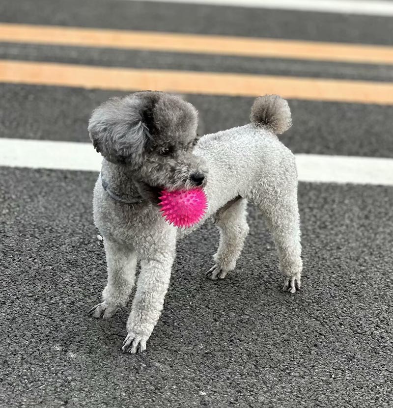 7月14日北京市丰台区王佐镇魏各庄路西王佐南桥附近走失泰迪,贵宾,泰迪熊【寻泰迪/贵宾启示/启事】