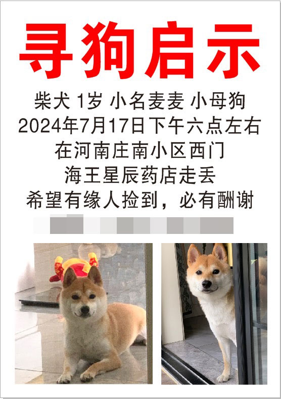 7月17日青岛市李沧区河南庄南小区（九水西路东）河南庄南小区西门海王星辰药店走丢走失狗,宠物狗【寻狗启示/启事】