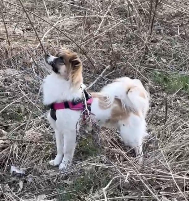 7月18日沈阳市沈河区御龙逸城二期附近走失蝴蝶犬【寻蝴蝶犬启示/启事】