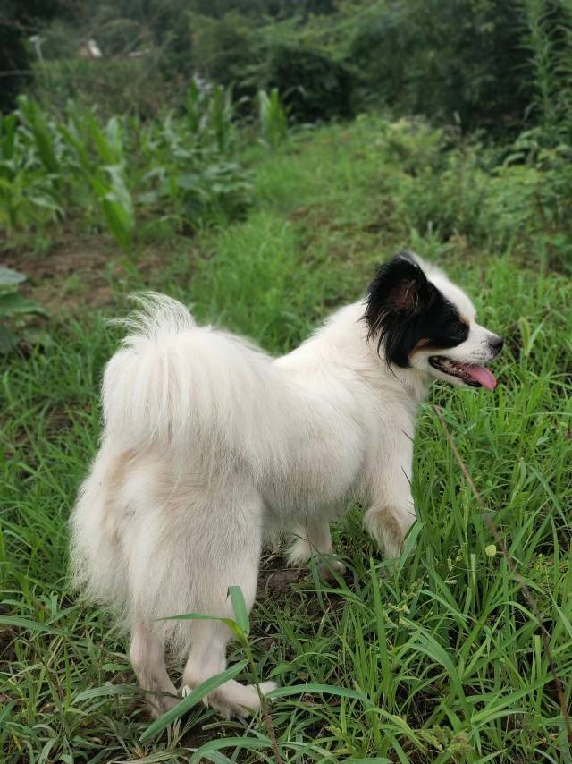 7月19日永州市祁阳县电力大厦对面往新天地方向走失蝴蝶犬【寻蝴蝶犬启示/启事】