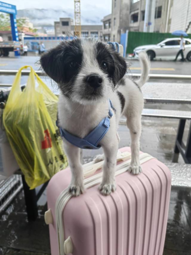 7月22日恩施土家族苗族自治州巴东县野三关领养土狗,柴犬,田园犬,中华田园犬【领养启示/启事】