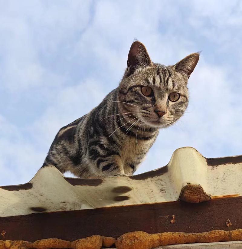 7月6日大庆市让胡路区银浪牧场附近走失猫,宠物猫,猫咪【寻猫启示/启事】