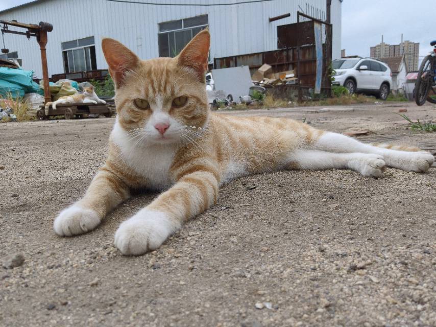 7月19日烟台市牟平区新城大街与牟山路交叉口附近走失橘猫【寻橘猫启示/启事】