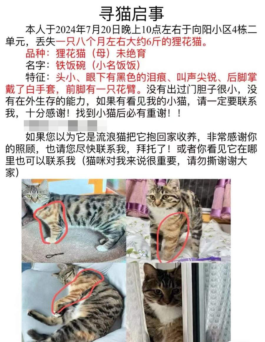 7月20日贵阳市云岩区化工路向阳31号院4栋2单元走失狸花猫【寻狸花猫启示/启事】